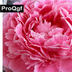 19usd Weibog 5Pcs A Set Prodgf Sarah Bernhardt Paeonia lactiflora Bulb