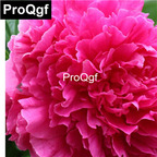 19usd Weibog 5Pcs A Set Prodgf Felix Crousse Paeonia lactiflora bulb