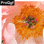19usd Weibog 5Pcs A Set Prodgf Coral Charm Paeonia lactiflora bulb