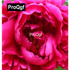 19usd Weibog 5Pcs A Set Prodgf Karl Rosenfield Paeonia lactiflora bulb