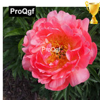 19usd Weibog 5Pcs A Set Prodgf Pink Hawaiian Coral Paeonia lactiflora bulb