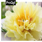 19usd Weibog 5Pcs A Set Prodgf Yellow Paeonia lactiflora Bulb