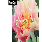 19usd Weibog 5Pcs A Set Prodgf julia rose Paeonia lactiflora Bulb