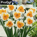 16usd Weibog 8Pcs A Set Prodgf Narcissus Flower Bulb