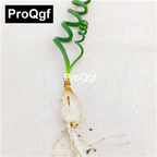 18usd Ngryise 6Pcs A Set gethyllis bulb