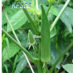 19usd Kfsee 2000Pcs A Set Abelmoschus esculentus seed