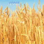 19usd Kfsee 5000Pcs A Set Triticum aestivuml seed
