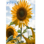 19usd Kfsee 2000Pcs A Set sunflower seed