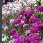 19usd Kfsee 8000Pcs A Set Iberis amara seed