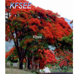 19usd Kfsee 100Pcs A Set Delonix regia seed