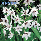 Prodgf 5Pcs A Set Gladiolus Flower Bulb