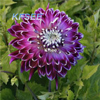 10usd Prodgf 5Pcs A Set Dahlia Flower Bulb