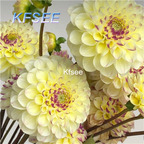10usd Prodgf 5Pcs A Set Dahlia Flower Bulb