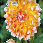10usd Prodgf 5Pcs A Set Dahlia Flower Bulb