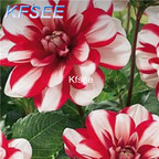 10usd Prodgf 5Pcs A Set Dahlia Flower Bulb