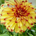 10usd Prodgf 5Pcs A Set Dahlia Flower Bulb