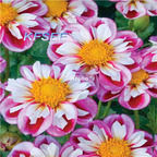 10usd Prodgf 5Pcs A Set Dahlia Flower Bulb