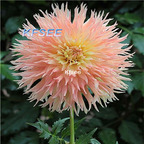 10usd Prodgf 5Pcs A Set Dahlia Flower Bulb