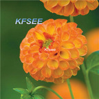 10usd Prodgf 5Pcs A Set Dahlia Flower Bulb