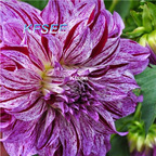 10usd Prodgf 5Pcs A Set Dahlia Flower Bulb