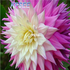 10usd Prodgf 5Pcs A Set Dahlia Flower Bulb