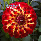 10usd Prodgf 5Pcs A Set Dahlia Flower Bulb