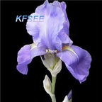 10usd Prodgf 5Pcs A Set Iris Flower Bulb