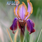 10usd Prodgf 5Pcs A Set Iris Flower Bulb