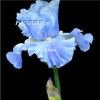 10usd Prodgf 5Pcs A Set Iris Flower Bulb