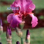 10usd Prodgf 5Pcs A Set Iris Flower Bulb