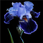 10usd Prodgf 5Pcs A Set Iris Flower Bulb