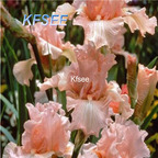 10usd Prodgf 5Pcs A Set Iris Flower Bulb