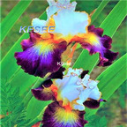 10usd Prodgf 5Pcs A Set Iris Flower Bulb