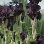 10usd Prodgf 5Pcs A Set Iris Flower Bulb