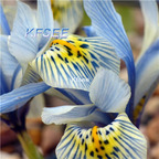 10usd Prodgf 5Pcs A Set Iris Flower Bulb