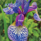 10usd Prodgf 5Pcs A Set Iris Flower Bulb