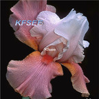 10usd Prodgf 5Pcs A Set Iris Flower Bulb