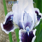 10usd Prodgf 5Pcs A Set Iris Flower Bulb