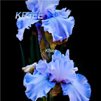 10usd Prodgf 5Pcs A Set Iris Flower Bulb