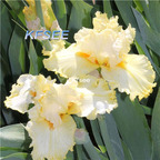 10usd Prodgf 5Pcs A Set Iris Flower Bulb