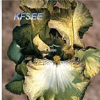 10usd Prodgf 5Pcs A Set Iris Flower Bulb