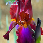 10usd Prodgf 5Pcs A Set Iris Flower Bulb