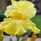 10usd Prodgf 5Pcs A Set Iris Flower Bulb