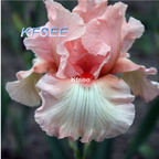 10usd Prodgf 5Pcs A Set Iris Flower Bulb