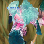 10usd Prodgf 5Pcs A Set Iris Flower Bulb