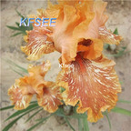 10usd Prodgf 5Pcs A Set Iris Flower Bulb