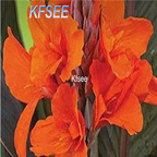 10usd Prodgf 5Pcs A Set Canna Flower Bulb