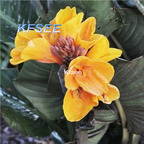 10usd Prodgf 5Pcs A Set Canna Flower Bulb