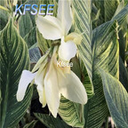 10usd Prodgf 5Pcs A Set Canna Flower Bulb