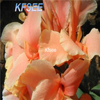 10usd Prodgf 5Pcs A Set Canna Flower Bulb